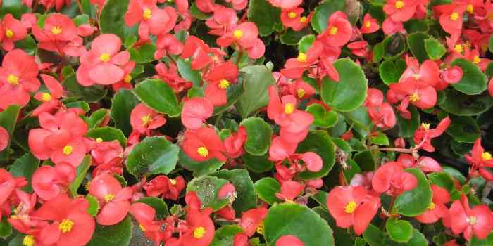 Baharda Bitki Bakımı Nasıl Yapılır