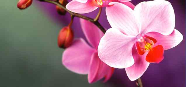 Orkide Bakımı Nasıl Yapılır?