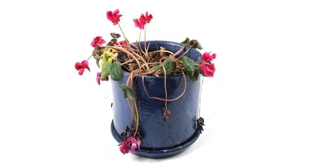 Kurumuş Saksı Çiçekleri Nasıl Canlandırılır?