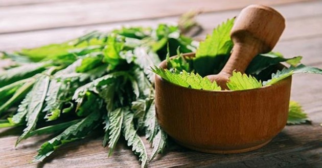 Cildi Sıkılaştıran, Daha Genç Görünüme Kavuşturan Isırgan Otu Maskesi Tarifi