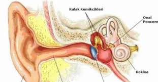 Kulak Çınlamasının Nedenleri