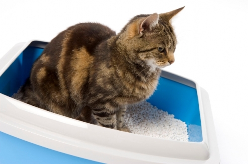 Kedi Kumu Kokusunu Gidermenin Püf Noktası